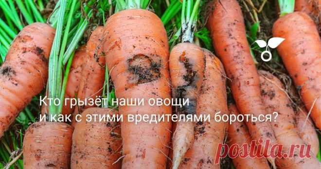 Кто грызёт наши овощи и как с этими вредителями бороться? Кто грызёт наши овощи? Что с вредителями делать осенью и как оградить свой участок от их нашествия на следующий год? О профилактике и способах борьбы пойдет речь в статье.