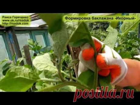 Формировка баклажана  Икорный - YouTube