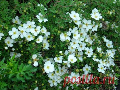 Лапчатка белая |хорошая травка