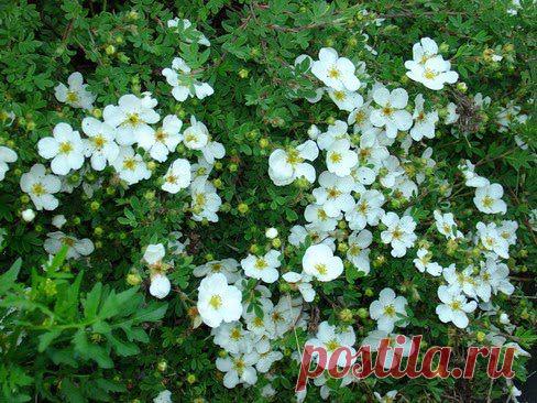 Лапчатка белая |хорошая травка