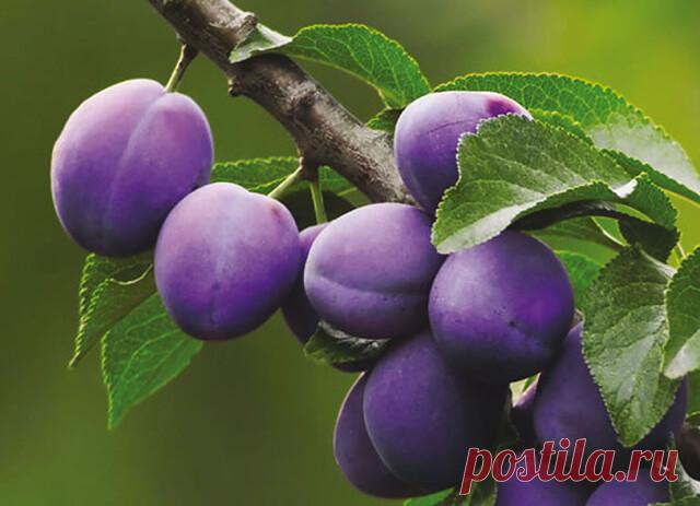 БОЛЕЕТ СЛИВА? ЛЕЧИМ 
Сохраните, чтобы не потерять! 
 
Проблема № 1. 
Плоды червивые 
Причина. Желтый сливовый пилильщик. Именно из-за этого вредителя чаще всего осыпаются не дозревшие сливы. Внутри у них непременно обнаружатся желтовато-белые червячки - личинки пилильщика. 
 
Когда появляется. Весной личинки окукливаются. За 5 дней до цветения сливы из куколок выходят взрослые насекомые. Они откладывают яйца в бутоны. Личинки проникают в завязь, развиваются вместе с плодом...