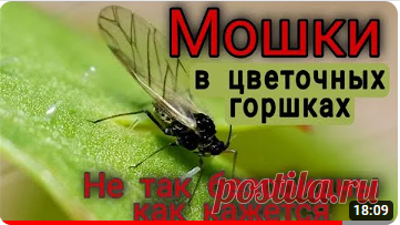 МОШКИ в цветочных горшках. ЧЕМ они ОПАСНЫ. Причины появления. Простые СПОСОБЫ УНИЧТОЖЕНИЯ. Профилактика. | Татьяна Семёнова ОрхоголичкаTV | Дзен