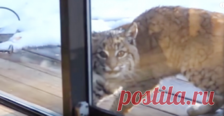 Кот и рысь впервые встретились. Обе кошки в шоке друг от друга - В мире животных