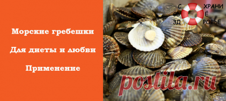 Морские гребешки. Полезные свойства. Рецепты. Как их приготовить?