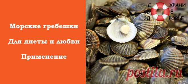 Морские гребешки. Полезные свойства. Рецепты. Как их приготовить?