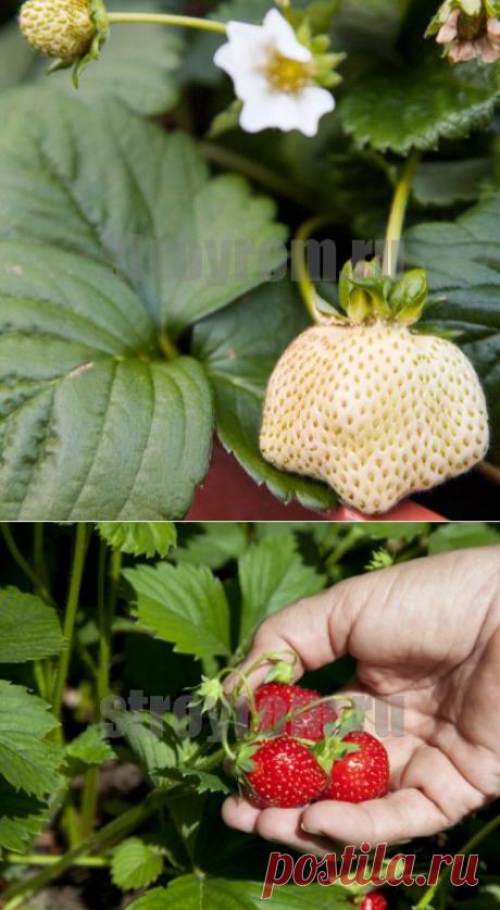 Как правильно ухаживать за клубникой-Делай сам!