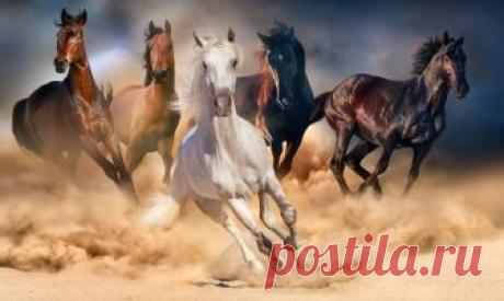 80 Frases de caballos | Poderosas y bellas como ellos [Con Imágenes] Las mejores frases de caballos. ✅ Tan poderosas como estos bellos animales, uno de los compañeros más importantes del ser humano. ¡Léelas todas y verás!