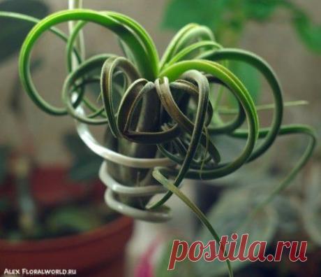 Растение, которому не нужны горшки | Мамам, женщинам, бабушкам и очень любознательным.