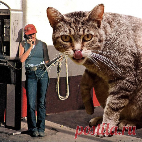 "Hi, I think I found your cat wandering outside the Piggly Wiggly..." 2019 ☎️ A favorite of mine from a while back that would take you lots of scrolling to find.