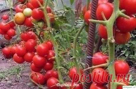 ЙОД,НАШАТЫРЬ,ЗЕЛЕНКА &amp;Beta; О&amp;Gamma;ОРОДЕ