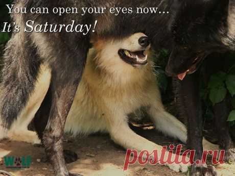 (1) Timeline Photos - Wolf Conservation Center