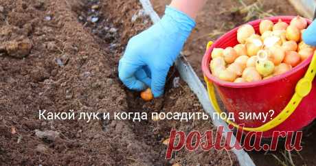 Какой лук и когда посадить под зиму? Лук, посаженный поздней осенью, не так чувствителен к весенним засухам и капризам погоды, дает урожай раньше и при минимальном уходе. Чтобы добиться желаемого результата, достаточно лишь соблюсти нормы посева и правильно выбрать виды и сорта.