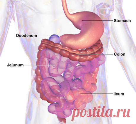 Cлизеобразующие продукты – это ВАЖНО знать! Экология здоровья: СОП - это продукты, содержащие в своем составе компоненты, которые имеют свойство задерживаться в организме и ухудшать наше самочувствие по многим параметрам. Например, заложенность носа или кашель с мокротой. Как так? А инфекционный агент, разве не в нем причина? Ммм... Не совсем, частично. Да и простуда с насморком - это БЛАГО. Вот так.