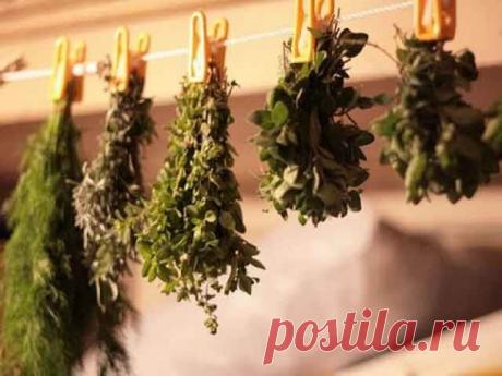 Растения применяемые при заболеваниях органов дыхания Лекарственные растения все больше завоевывают свое место при лечении заболеваний органов дыхания. Если еще 20 лет назад к ним относились с опаской, то сейчас их включают в лечение на одном уровне вместе с антибиотиками и противовоспалительными препаратами...