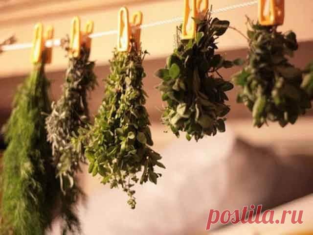 Растения применяемые при заболеваниях органов дыхания Лекарственные растения все больше завоевывают свое место при лечении заболеваний органов дыхания. Если еще 20 лет назад к ним относились с опаской, то сейчас их включают в лечение на одном уровне вместе с антибиотиками и противовоспалительными препаратами...