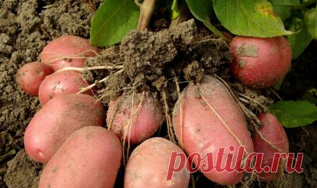 Сезон один, а урожая два