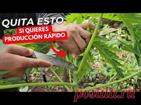 Si Capas y le quitas esto a tu planta de papaya tendrás un arbolito enano hermoso lleno de frutos