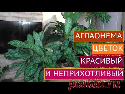 ЛУЧШИЙ КОМНАТНЫЙ ЦВЕТОК ДЛЯ ТЕНИСТЫХ МЕСТ!