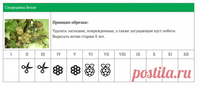 КАЛЕНДАРЬ ОБРЕЗКИ ЯГОДНЫХ КУСТАРНИКОВ