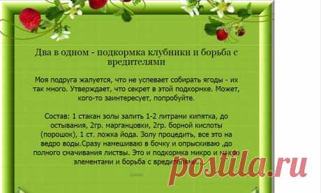 Два в одном - подкормка клубники и борьба с вредителями