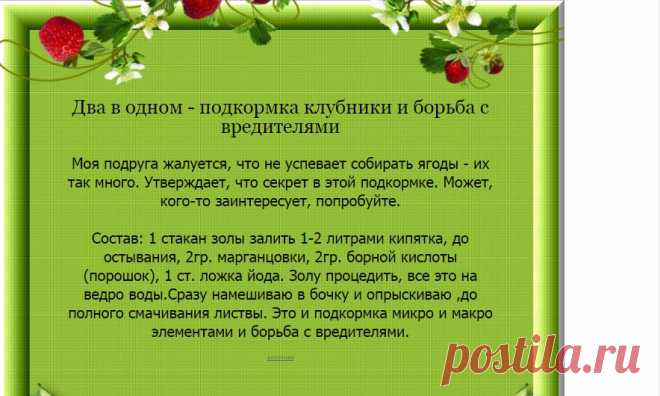 Два в одном - подкормка клубники и борьба с вредителями