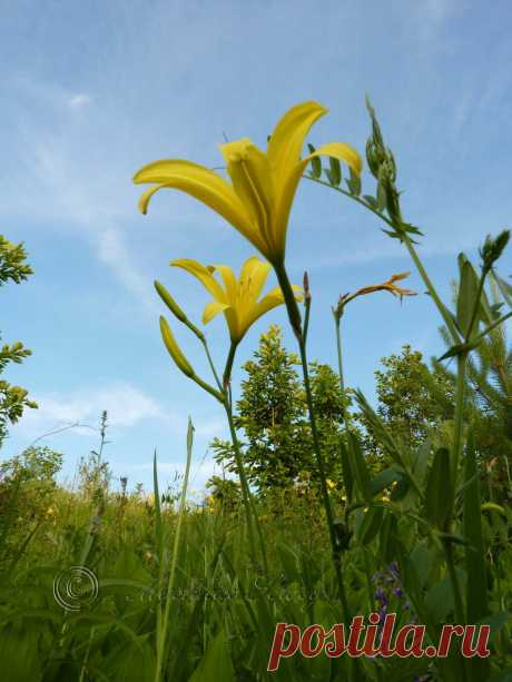 лилии, амурская обл. 2013г.