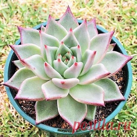 Echeveria Sirius - Suculenta Importada Um dos aspectos mais interessantes da Echeveria SIRIUS é a combinação entre sua textura e cor, muitas vezes confundida como se fosse feita de porcelana. Tamanho da muda com aproximadamente 10 cm. Equivalente à segunda foto. O cultivo deve ser feito em local com muita luz, em substrato com ótima drenagem, as regas devem ser realizadas com muita atenção para que não fique água parada nas rosetas, pois isso pode apodrecer suas folhas e g...