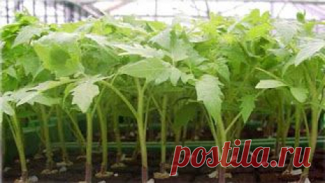 Садоводство : Как обуздать рассаду-переростка