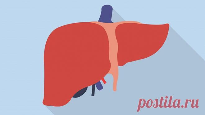 Лечение печени. Врач-гепатолог о популярных мифах