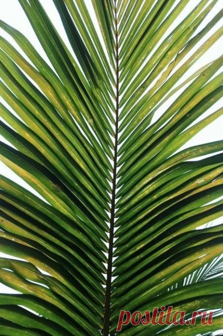 Foliage, leaves, ferns, greenery, undergrowth, overgrown, botanical,