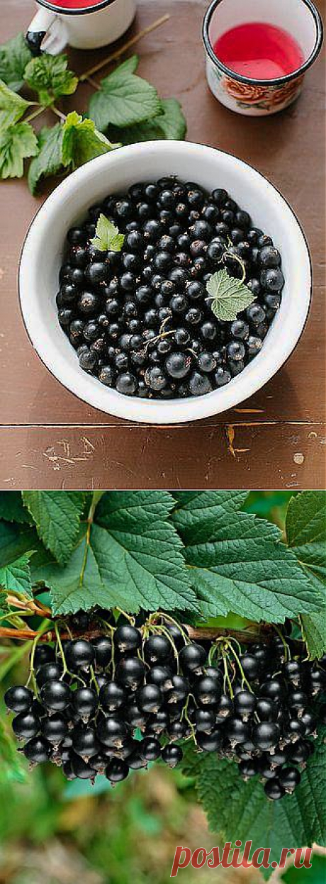 Посадка и уход за насаждениями черной смородины | НА ЗАВАЛИНКЕ