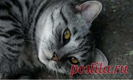 Как назвать серого котенка. Клички (имена) для серых котов и кошек – Муркотэ о кошках и котах