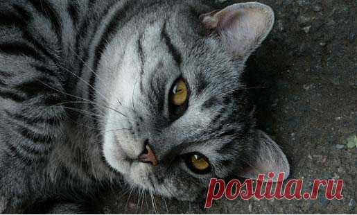 Как назвать серого котенка. Клички (имена) для серых котов и кошек – Муркотэ о кошках и котах