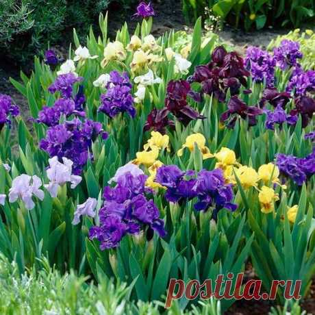 Bearded Iris - Mix