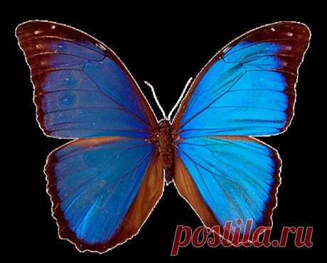 Бабочки. Морфо менелай (Morpho menelaus).