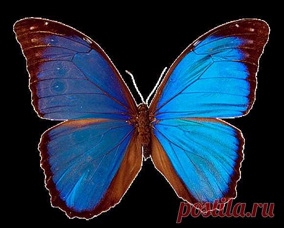 Бабочки. Морфо менелай (Morpho menelaus).