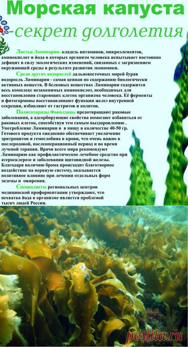 Удивительная полезная водоросль ламинария