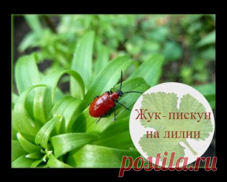 ЖУК-ПИСКУН НА ЛИЛИЯХ 
Невероятно красивый жук, но очень вредный. Самки откладывают на листьях личинки розового цвета, которые объедают листья подчистую. Искать их долго не придется – они хорошо заметны.
Жук пискун активен в теплое время года – с мая по август. За несколько дней обитания на растении, лилия начинает чахнуть болеть, увядать. Если своевременно не отреагировать на проблему, цветок погибает.  Луковый жук с красной спиной кроме лилий питается картофелем, табаком, луком, рябчиком