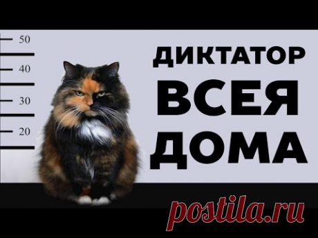 14 ПРИЗНАКОВ, ЧТО КОТ ВАС ЛЮБИТ