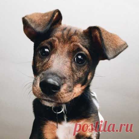 ♥ ЖИВОТНЫЕ ♥ ПРИРОДА ♥