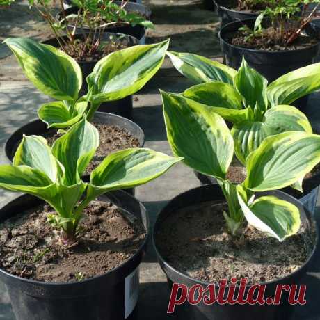 СКРОМНАЯ КОРОЛЕВА САДА - ХОСТА