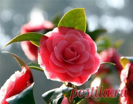 Особенности выращивания камелии - Садоводка