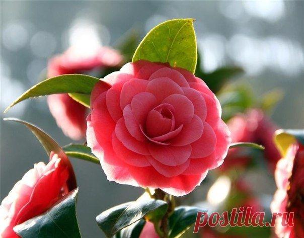 Особенности выращивания камелии - Садоводка