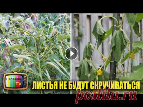 Препараты для антистрессового коктейля - https://ekodachnik.ru ✔ Моя страница в Инстаграм - https://www.instagram.com/poleznoe_tv/ ✔ Мой фейсбук - htt...