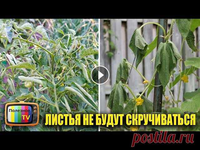 Препараты для антистрессового коктейля - https://ekodachnik.ru ✔ Моя страница в Инстаграм - https://www.instagram.com/poleznoe_tv/ ✔ Мой фейсбук - htt...