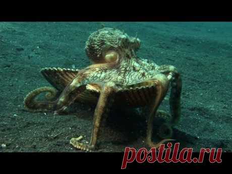 Introducing &quot;Kleptopus&quot;, The Shell-Stealing Veined Octopus