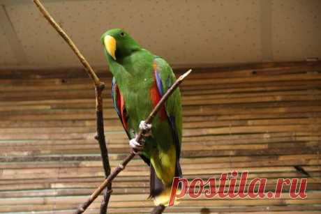 Сад Райских птиц «Миндо» в Санкт-Петербурге - Путешествуем вместе