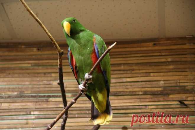 Сад Райских птиц «Миндо» в Санкт-Петербурге - Путешествуем вместе