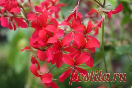 Как правильно посадить герань в горшок - Садоводка