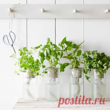 Свежая идея для любителей живых растений — Мой дом